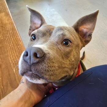 TaterTot - 052915U -  Terrier and Mixed Breed Dog for Adoption in Tupelo, Mississippi - TaterTot - 052915U | PetCurious