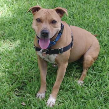 Zo -  Terrier and Mixed Breed Dog for Adoption in Miami, Florida - Zo | PetCurious