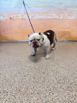 BETTY -  English Bulldog Dog for Adoption in Doral, Florida - BETTY | PetCurious