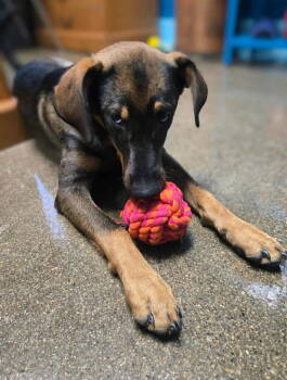 Rescue Hound Dogs for Adoption in Ashville, Ohio - Mikasa | PetCurious