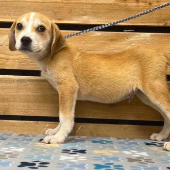 Dalton II -  Beagle Dog for Adoption in Mount Pleasant, Texas - Dalton II | PetCurious