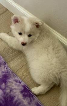 Eskimo Dog and Terrier Dogs Available for Adoption in Sunrise, Florida - Coco | PetCurious