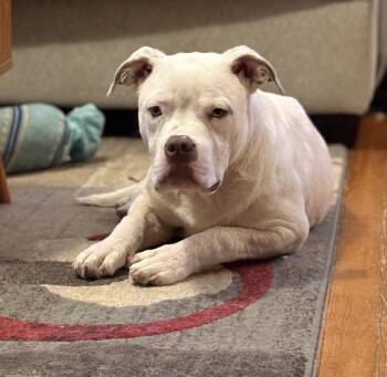 Mack Truck -  Pit Bull Terrier Dog Available for Adoption in Richmond, Virginia - Mack Truck | PetCurious