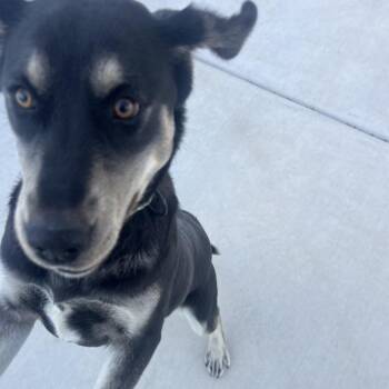 Ruby -  Shepherd and Hound Dog for Adoption in Harrisonburg, Virginia - Ruby | PetCurious