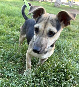 Rat Terrier Dogs Available for Adoption - ALAN | PetCurious