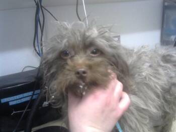 Shih Tzu and Mixed Breed Dogs Available for Adoption - CHOCOS | PetCurious