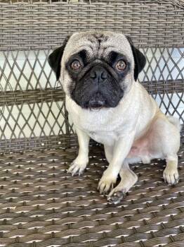 Pug Dogs Available for Adoption in Baton Rouge, Louisiana - Buford | PetCurious