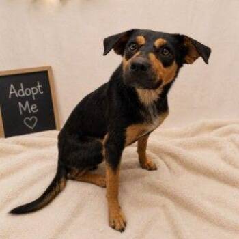 Bundtcake -  Terrier Dog for Adoption in Bloomfield, Connecticut - Bundtcake | PetCurious