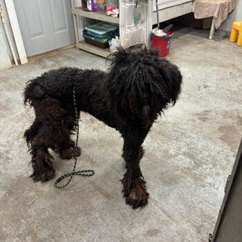 Jasper -  Standard Poodle Dog for Adoption in Normal, Illinois - Jasper | PetCurious