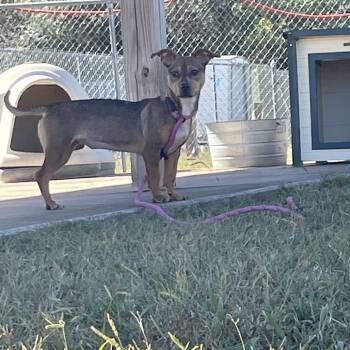 Rescue Dachshund Dogs for Adoption in Lebanon, Tennessee - Xena D25-192 | PetCurious