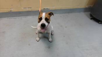 HONEY BUN -  Pit Bull Terrier and Mixed Breed Dog for Adoption in Tulsa, Oklahoma - HONEY BUN | PetCurious