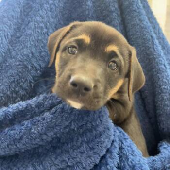 Boxer and Mixed Breed Dogs Available for Adoption in Kanab, Utah - Oswald | PetCurious