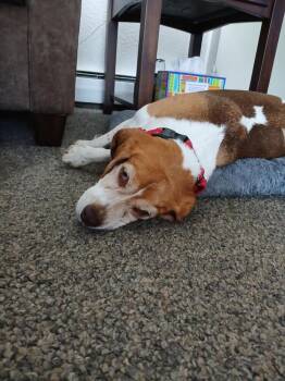 Rescue Beagle Dogs for Adoption in Breinigsville, Pennsylvania - Winter | PetCurious