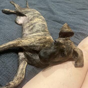 Arya -  Plott Hound and Mountain Cur Dog for Adoption in Ennis, Texas - Arya | PetCurious
