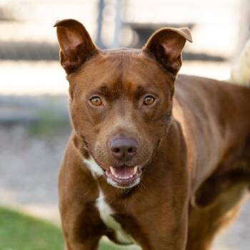 Rescue Pit Bull Terrier and Mixed Breed Dogs for Adoption in Camarillo, California - HAZE | PetCurious