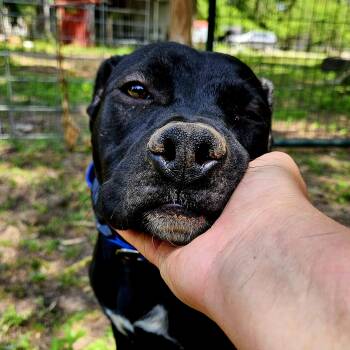 Preston-CO -  Black Labrador Retriever and American Staffordshire Terrier Dog for Adoption in Magnolia, Texas - Preston-CO | PetCurious