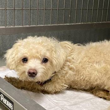 Mixed Breed and Terrier Dogs Available for Adoption in Westminster, California - WAGS-Stray-21509_2_3 | PetCurious