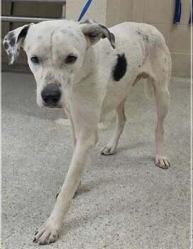 A431910 -  Dalmatian and Mixed Breed Dog for Adoption in Conroe, Texas - A431910 | PetCurious