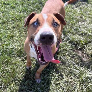 Frankie -  Boxer and Mixed Breed Dog for Adoption in San Jacinto, California - Frankie | PetCurious