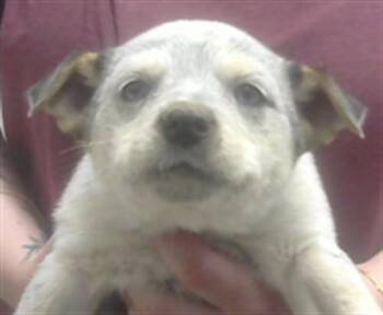 Australian Cattle Dog Blue Heeler and Mixed Breed Dogs Available for Adoption - SAGE | PetCurious