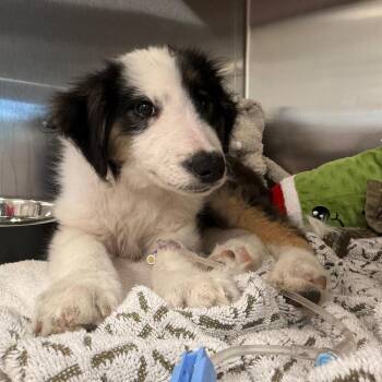 Mixed Breed Dogs Available for Adoption in Austin, Texas - Neptune | PetCurious