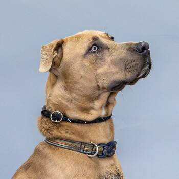 Ted -  Great Dane and Mixed Breed Dog for Adoption in Council Bluffs, Iowa - Ted | PetCurious