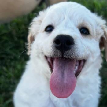 Leah -  Mixed Breed Dog for Adoption in San Mateo, California - Leah | PetCurious
