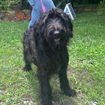Jw -  Poodle and Mixed Breed Dog Available for Adoption in Clanton, Alabama - Jw | PetCurious
