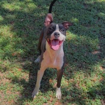 Rescue Boxer Dogs for Adoption in Harlingen, Texas - Jonas | PetCurious