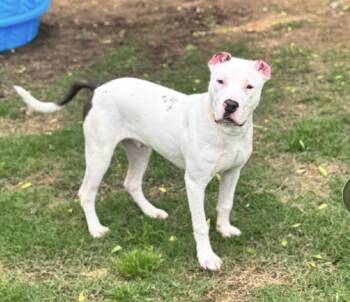 Mixed Breed Dogs Available for Adoption in Davenport, Iowa - Winston | PetCurious