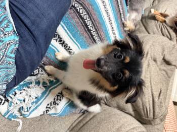 Porthos -  Papillon and Pomeranian Dog for Adoption - Porthos | PetCurious