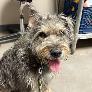 Hasil -  Schnauzer Dog for Adoption in Yuma, Arizona - Hasil | PetCurious