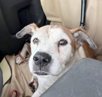 Lolly (Senior in Foster) -  Boxer Dog for Adoption in Elmwood, Louisiana - Lolly (Senior In Foster) | PetCurious