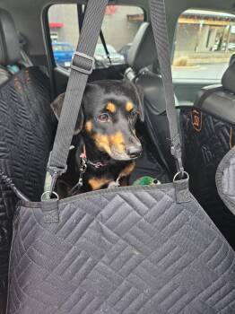 Dachshund and Hound Dogs Available for Adoption - Lucky (female) | PetCurious