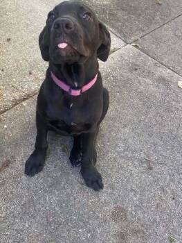 Cupcake -  Labrador Retriever and Hound Dog for Adoption in Troy, Alabama - Cupcake | PetCurious