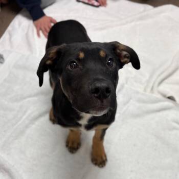 Mixed Breed Dogs Available for Adoption - Tank | PetCurious