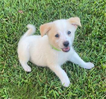 Buster -  Pomsky Dog for Adoption in Glocester, Rhode Island - Buster | PetCurious