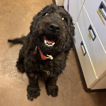 Babs -  Dogo Argentino and Poodle Dog for Adoption in Flagstaff, Arizona - Babs | PetCurious