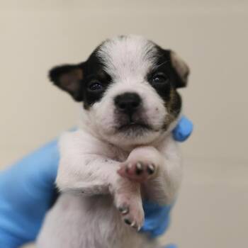 CLOUD -  Terrier Dog for Adoption in San Antonio, Texas - CLOUD | PetCurious