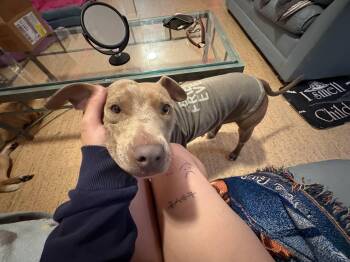 Jenkies -  Pit Bull Terrier and American Staffordshire Terrier Dog for Adoption in Carmel Hamlet, New York - Jenkies | PetCurious