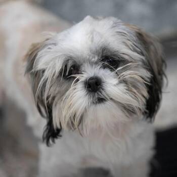 Shih Tzu Dogs Available for Adoption - Ashley (F26-53) | PetCurious