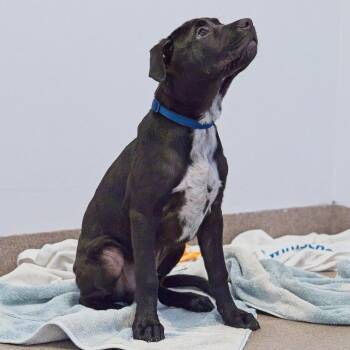 Dash -  Labrador Retriever Dog for Adoption in South Elgin, Illinois - Dash | PetCurious