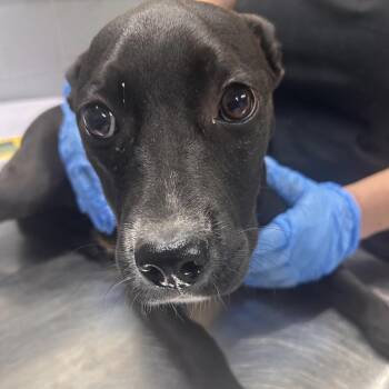 Spring -  Mixed Breed Dog for Adoption in Summerville, South Carolina - Spring | PetCurious