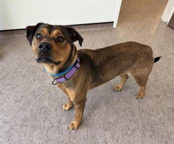 DOLLY -  Black Mouth Cur and Mixed Breed Dog for Adoption in Brentwood, Missouri - DOLLY | PetCurious