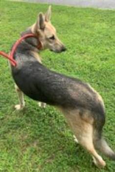 Rescue German Shepherd Dog Dogs for Adoption in Emporia, Virginia - Rowdy | PetCurious