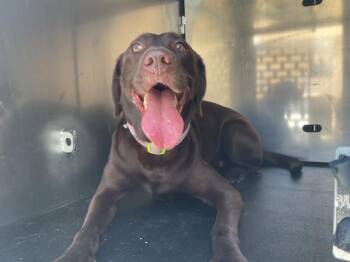 SUMMER -  Labrador Retriever Dog for Adoption in Ontario, California - SUMMER | PetCurious