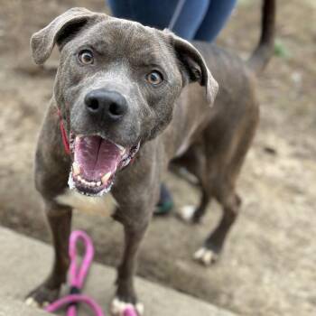 Blu -  Labrador Retriever and Pit Bull Terrier Dog for Adoption in Marshalltown, Iowa - Blu | PetCurious