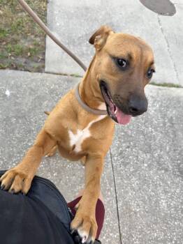 Black Mouth Cur Dogs Available for Adoption - Layla | PetCurious