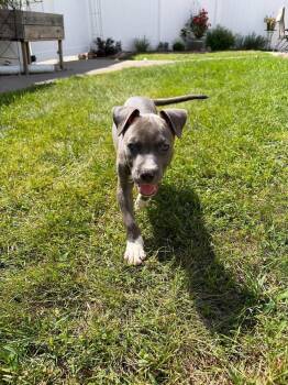 Walter -  American Staffordshire Terrier Dog for Adoption in Rockland, Wisconsin - Walter | PetCurious
