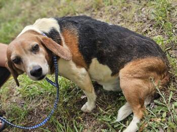 Beagle Dogs Available for Adoption in Fort Payne, Alabama - Gramps | PetCurious